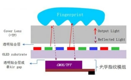 解析市场上的指纹识别技术
