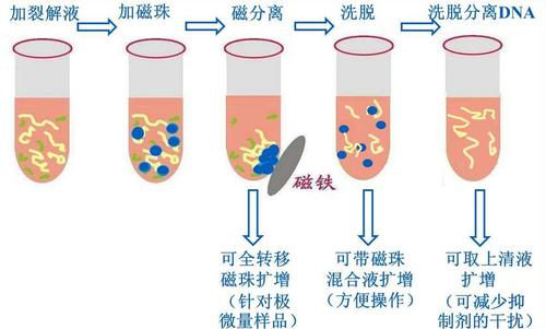 生物磁珠简介 生物磁珠特点