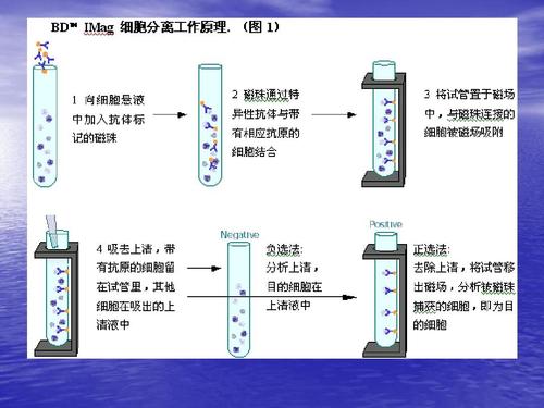 免疫磁珠原理 免疫磁珠类型