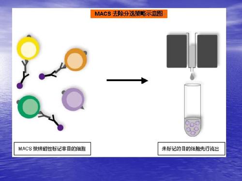 免疫磁珠原理,免疫磁珠类型,