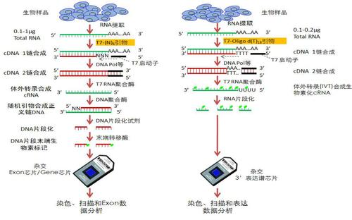 生物芯片载体介绍 生物芯片制备步骤